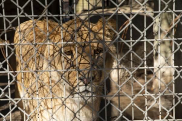 Princess the lion at Waccatee Zoo