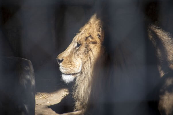 Simba the lion at Waccatee Zoo