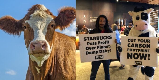 Starbucks: Stop Upcharging for Vegan Milk