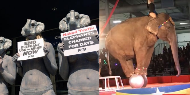 The Worst Circuses That Force Animals to Perform for Profit