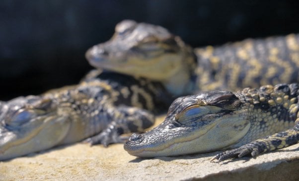 Young alligators sleeping in Florida