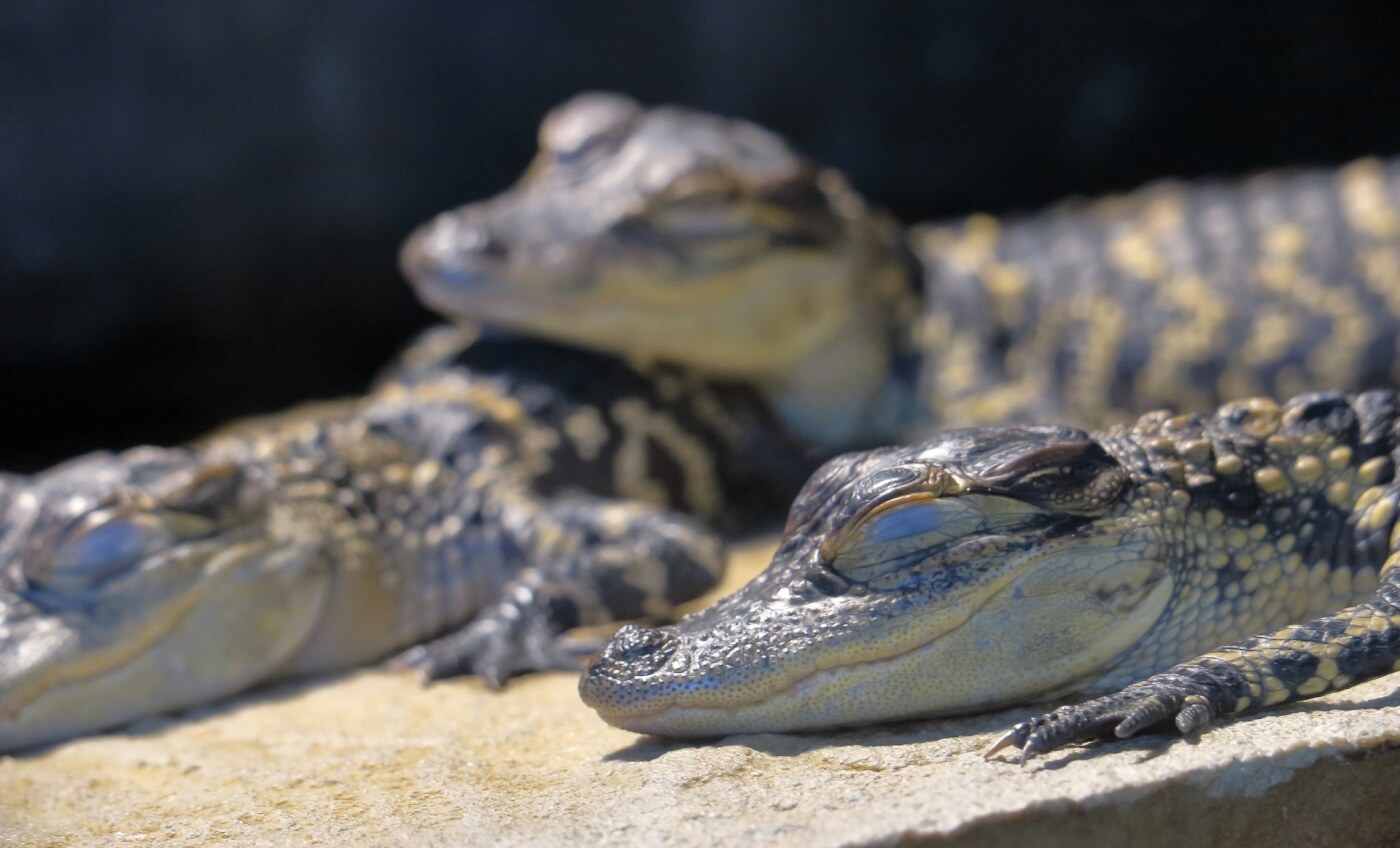 Alligator Farm Grows Prized Skins for Purses