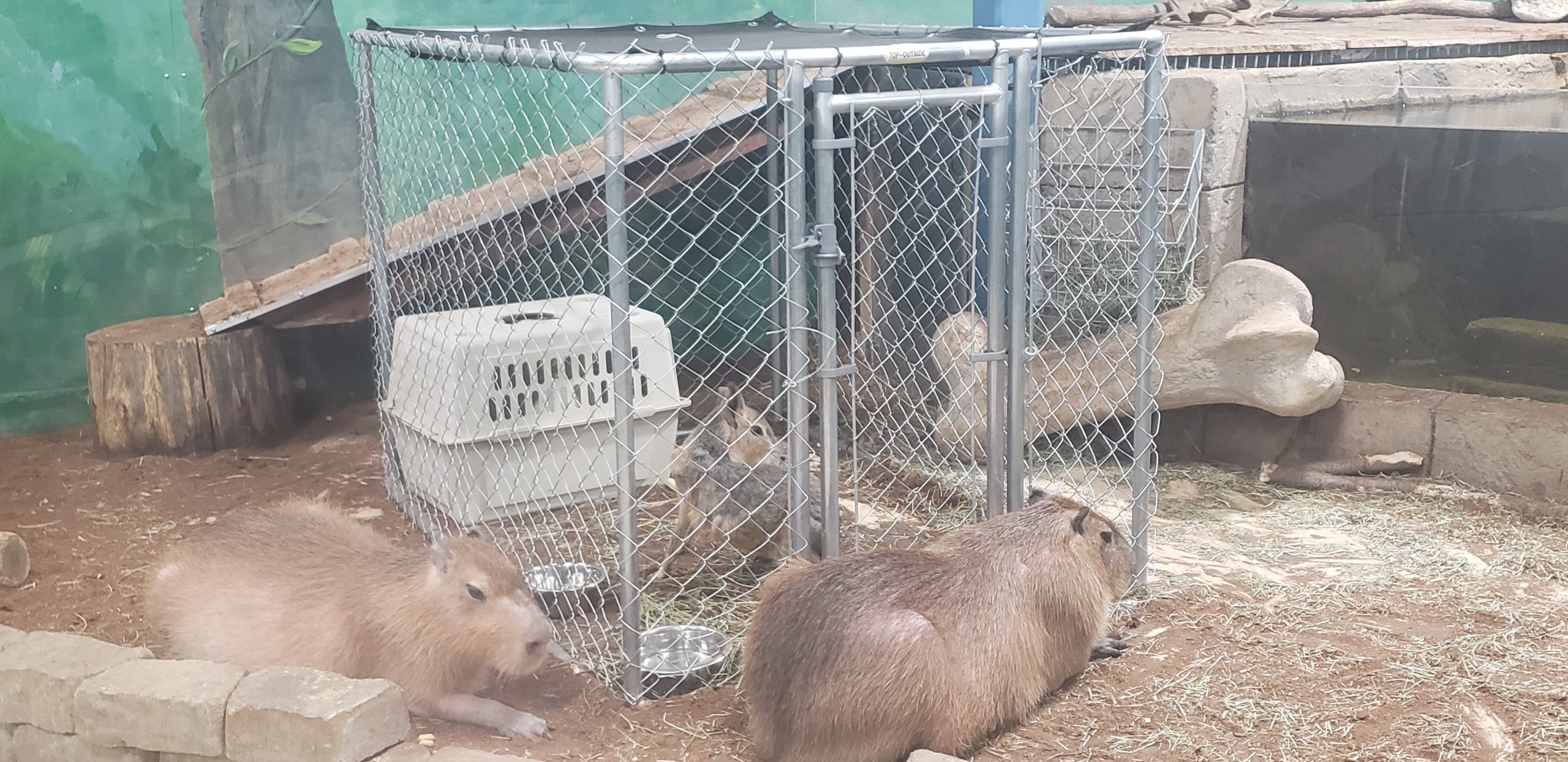 a patagonian cavy in a tiny chain link fence inside of a capybara enclosure. two capybaras are in the foreground.