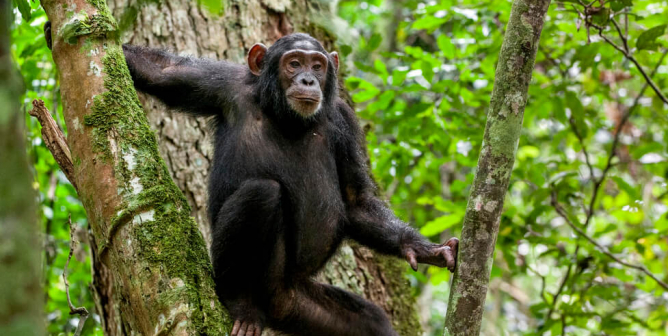 Hallmark and American Greetings Break Chimpanzees’ Hearts