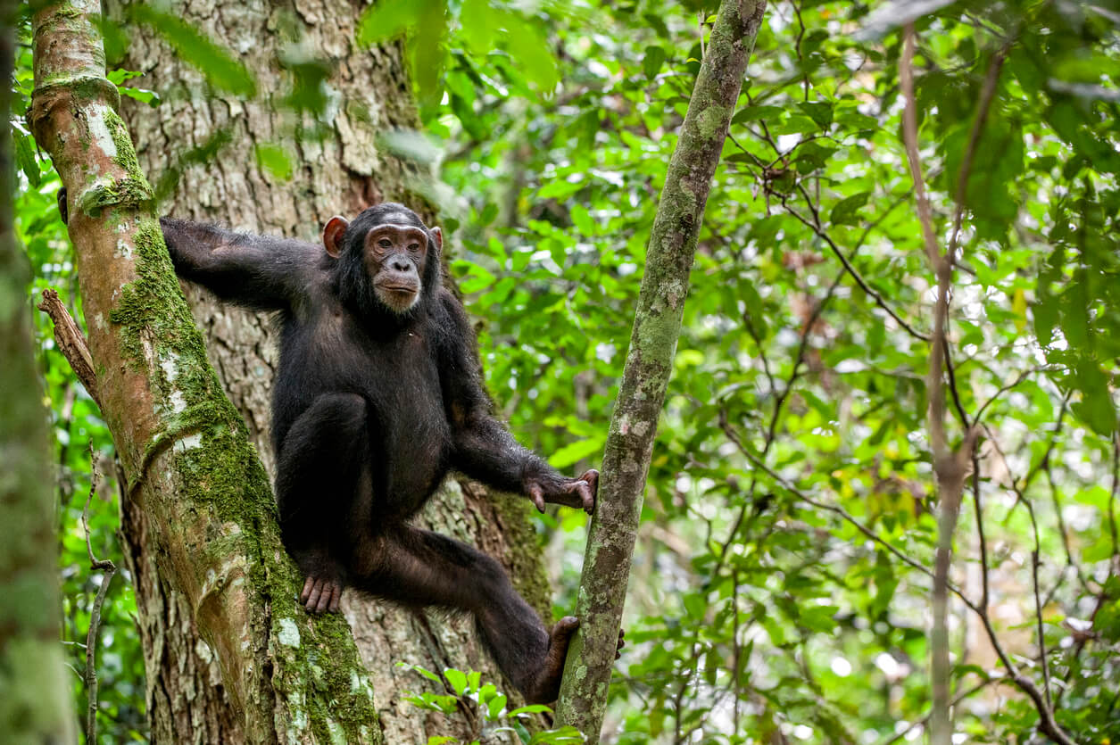 Chimpanzee resting tree jungle Kibale forest Uganda iStock 584864478 Credit USO Escaped Chimpanzees Shot Dead at Swedish Zoo