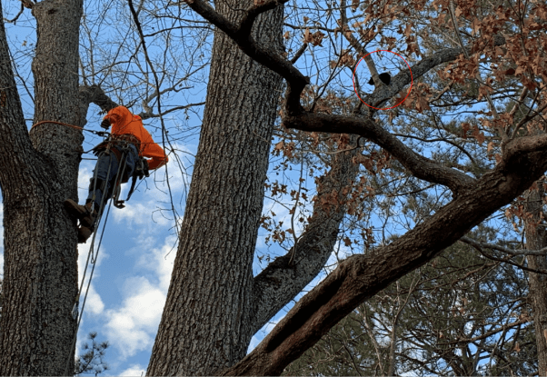 A treeclimber attempting to rescue Wendy