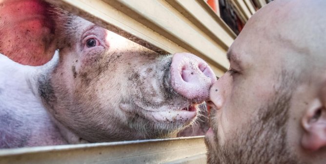 Animal Rights vs. Animal Welfare