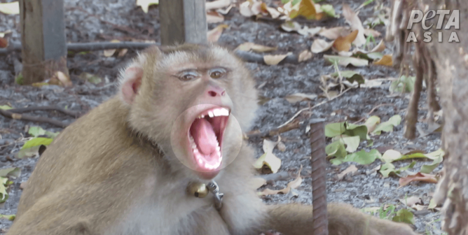 Monkey exploited for coconuts in Thailand