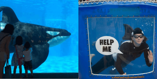 On the left is an orca in a tank and on the right is an activist swimming in a tank to protest SeaWorld