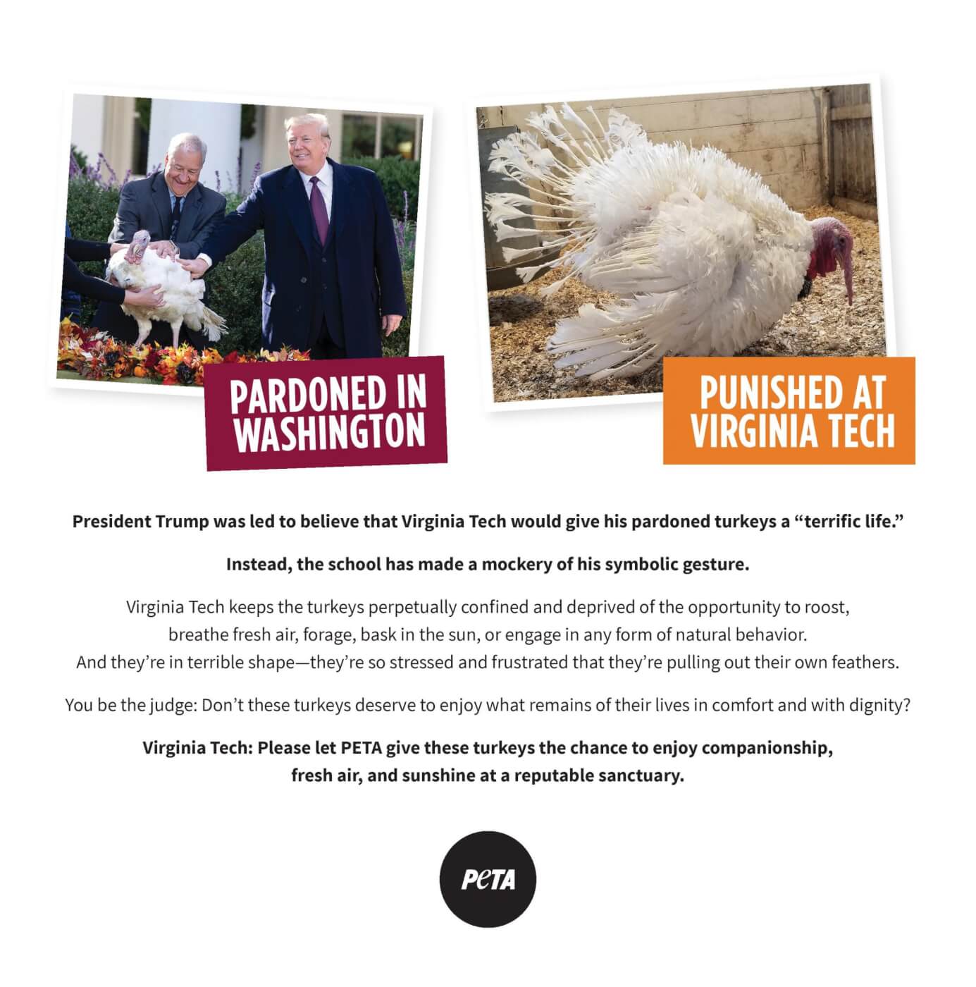 virginia tech pardoned turkeys peta ad