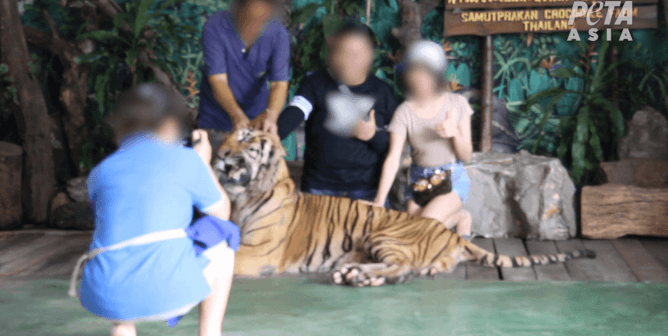 worker forces agitated, distressed tiger to pose with roadside zoo visitors