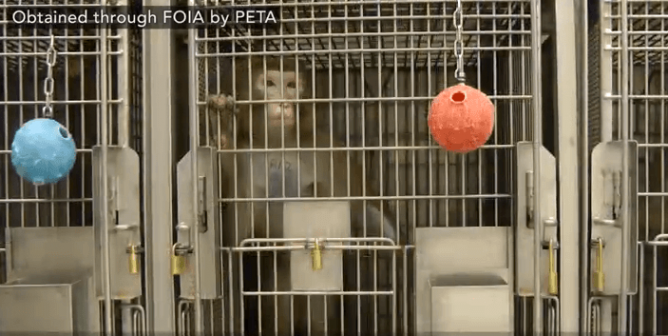 Monkey in cage at UW