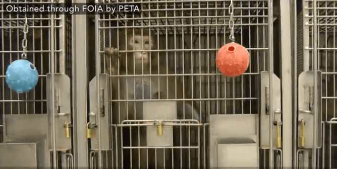 PETA Scientist Catches University of Washington Official LYING About COVID-19 Research