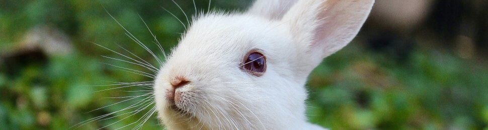 Close up of a white rabbit with green background