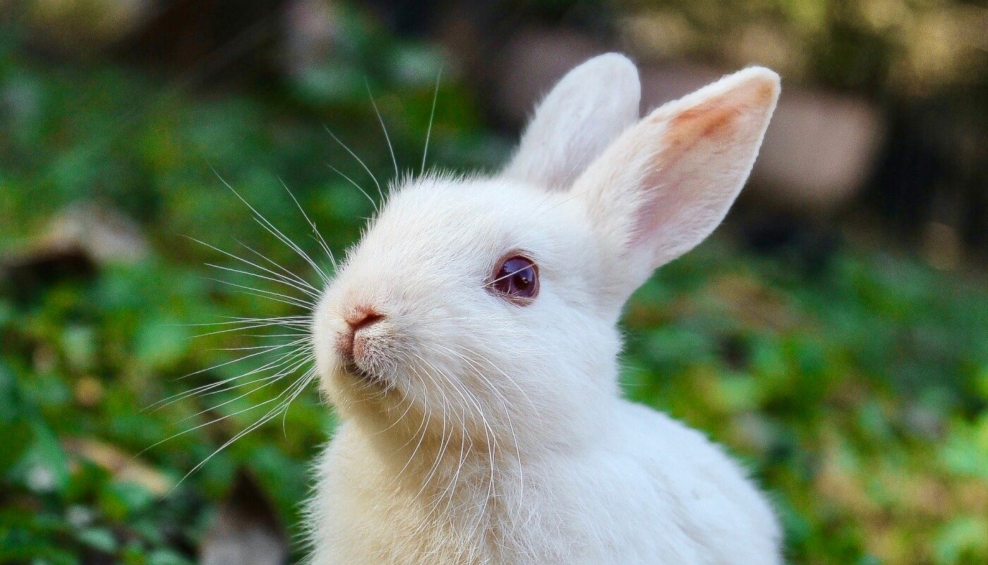 Close up of a white rabbit with green background
