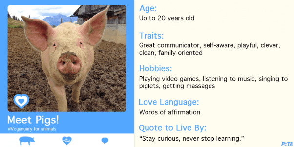 Veganuary for animals, Veganuary for pigs