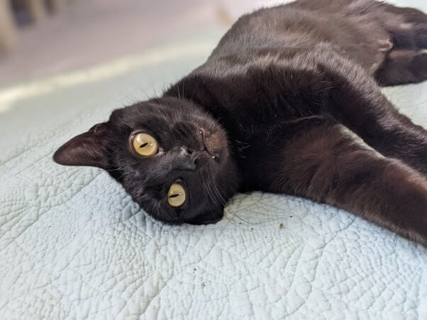 Wendy, a pretty black cat rescued by PETA