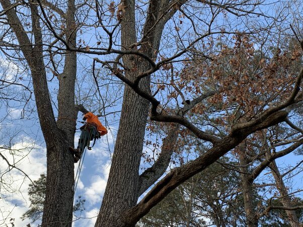 Rescuer attempting to get stray cat Wendy down from a tree