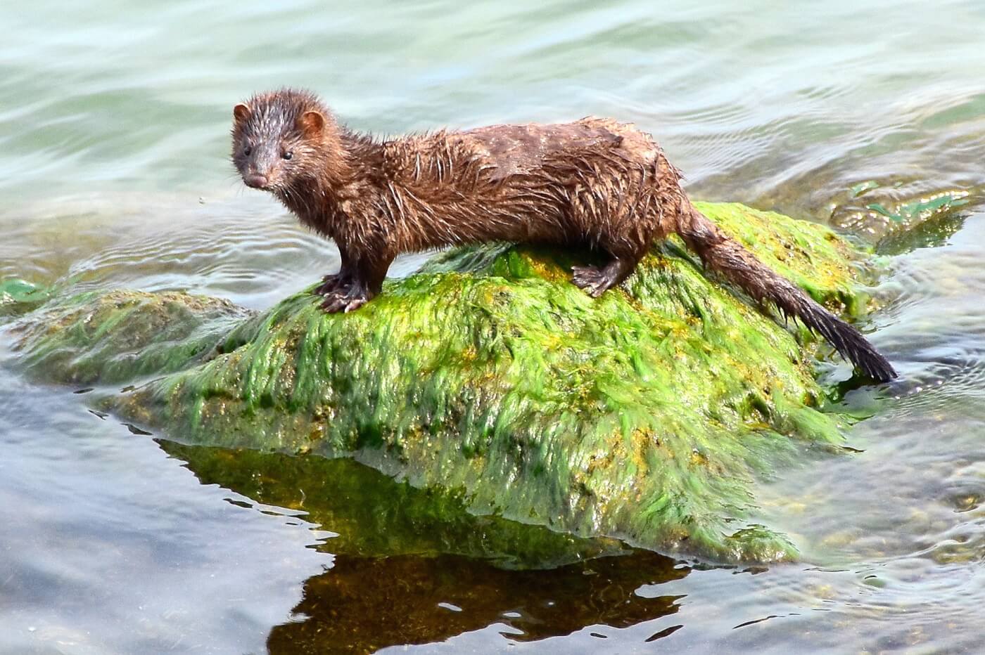 mink