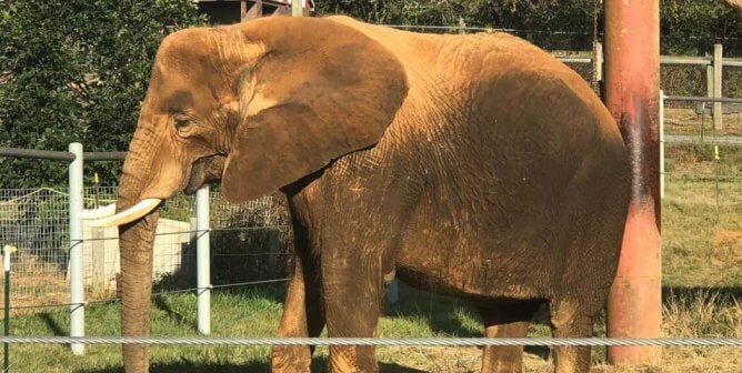asha-natural-bridge-zoo-nbz