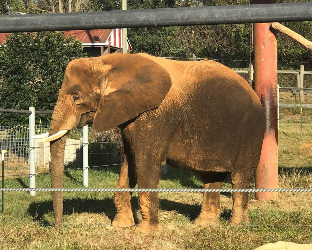 Natural Bridge Zoo Cited Over Unsupervised Elephant Rides PETA
