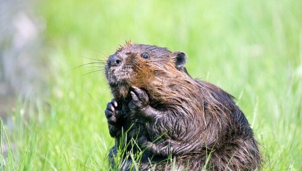 Update: Illinois HOA Halts Option for Lethal Beaver Control