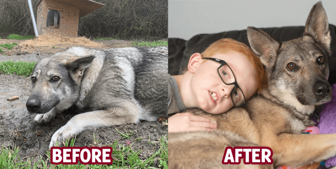 Once the Loneliest Dog, Wolfie’s Running With a New Pack (Video)