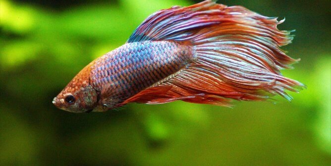 Rainbow colored betta fish with green background