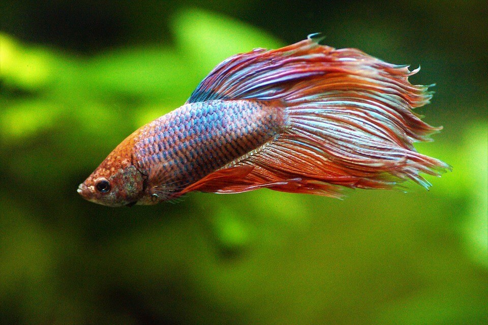 Meijer: Stop Selling Live Fish as ‘Pets’ NOW! | PETA
