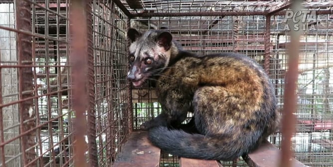 Civet cat used for kopi luwak coffee