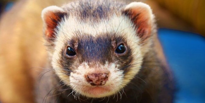 Ferret on blue cloth