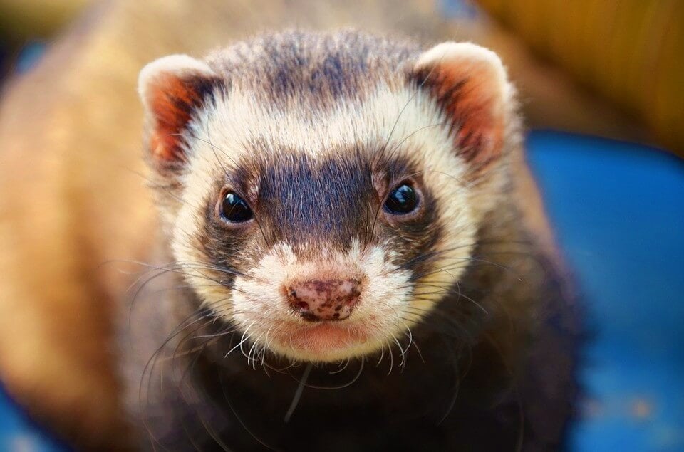 Ferret on blue cloth