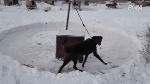 https://www.peta.org/wp-content/uploads/2021/01/iditarod_kennel_dog_chained.gif