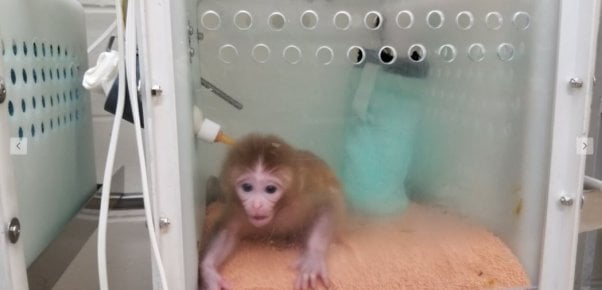 Infant monkey r20042 used for Zika experiments