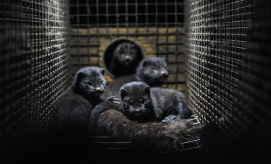 Fur Farming Could Start the Next Pandemic: Mammal-to-Mammal Bird Flu Transmission