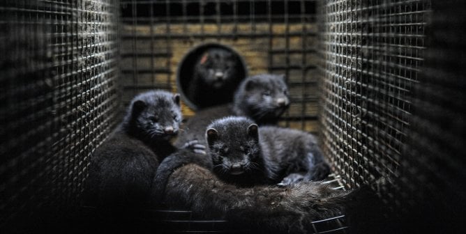 Fur Farming Could Start the Next Pandemic: Mammal-to-Mammal Bird Flu Transmission