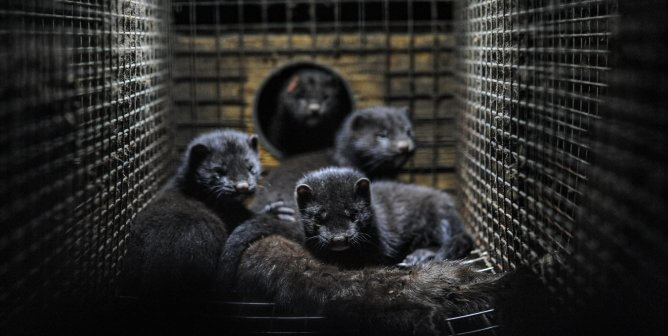 Fur Farming Could Start the Next Pandemic: Mammal-to-Mammal Bird Flu Transmission