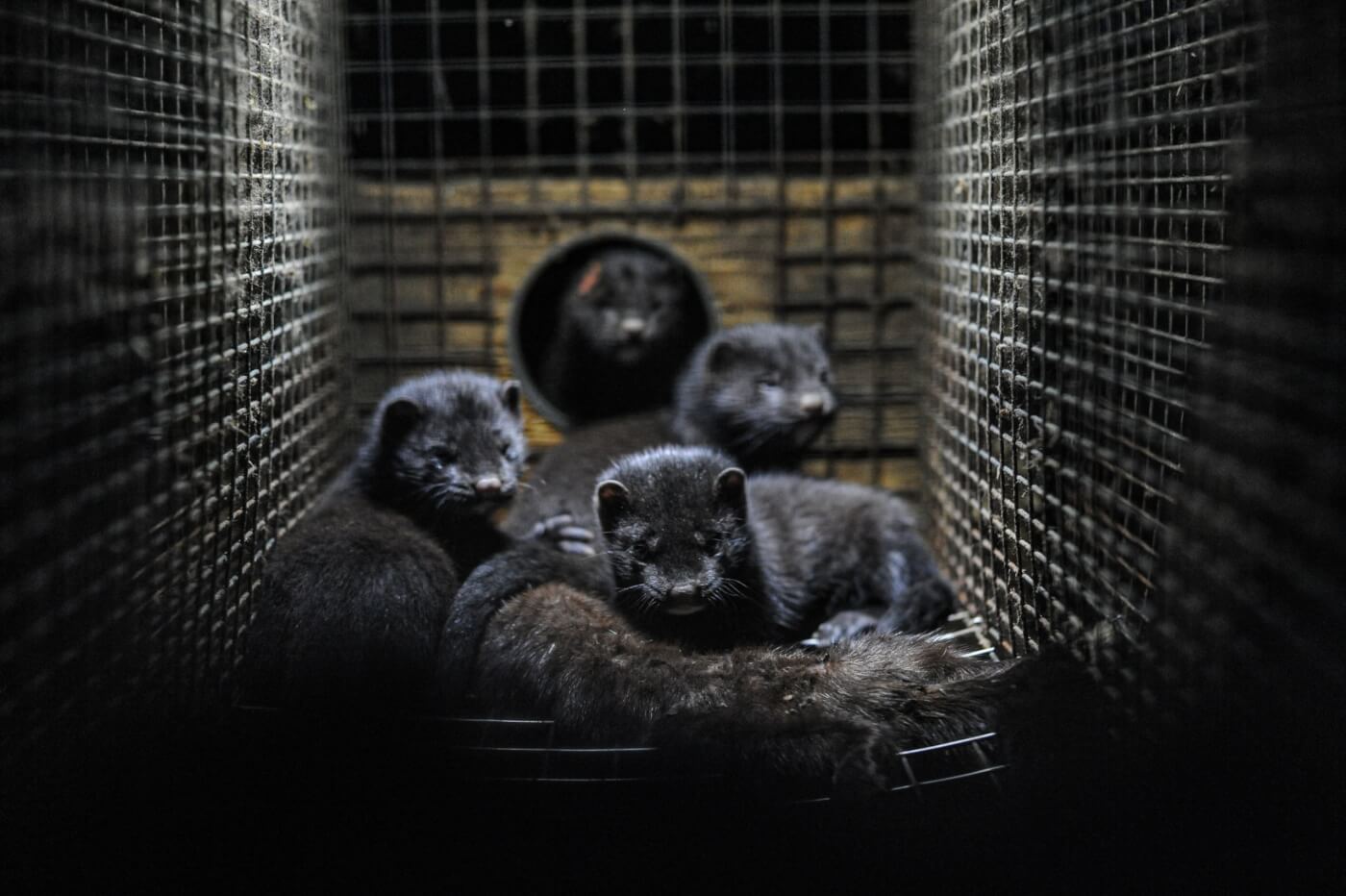 8 Marvelous Mink Facts That Will Make You Go Faux | PETA 8 Marvelous Mink Facts That Will Make You Go Faux | PETA