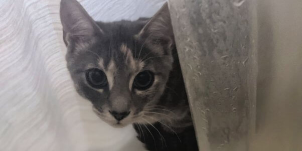 Pretty kitten rescued by PETA peeking from behind curtain