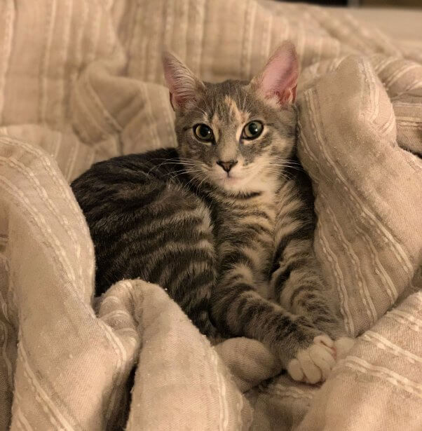 Kiki snuggled up in pillows