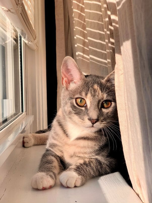 Kiki relaxes on a windowsill