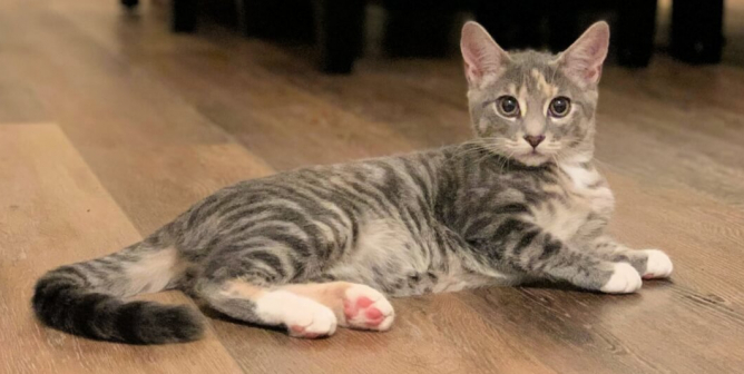 Are You ‘Kitten’ Me? Tiny Cat Almost Kicked Out on the Street