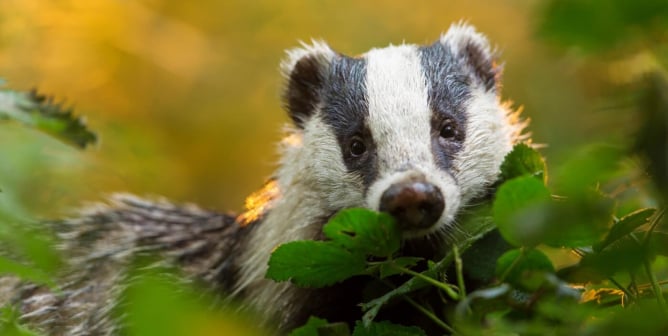 Badger peeks out of foliage with sunny yellow background