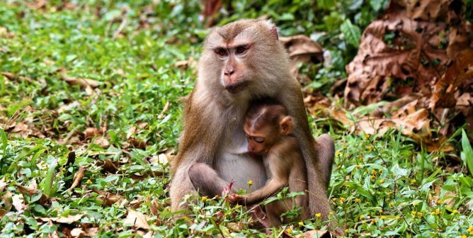 Albertsons, ‘A Taste of Thai,’ and Other Monkey Labor–Free Coconut Product Retailers and Brands