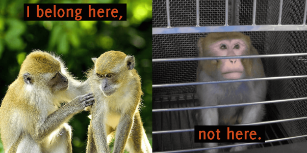 experiments on monkeys are old technology