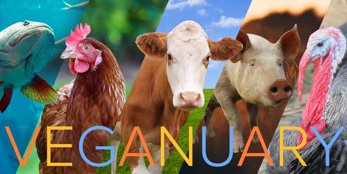 Celebrate 'Veganuary' for These Animals and All Others | PETA Celebrate 'Veganuary' for These Animals and All Others | PETA