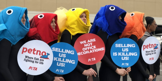 Petco fish heads demo