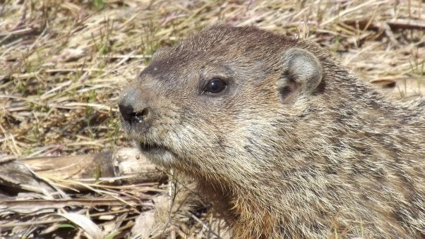 punxsutawney peta billboards me not meteorologist groundhog day 2021