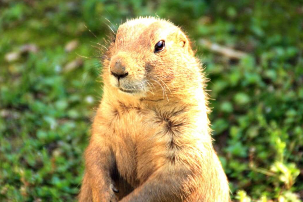 punxsutawney peta billboards me not meteorologist groundhog day 2021