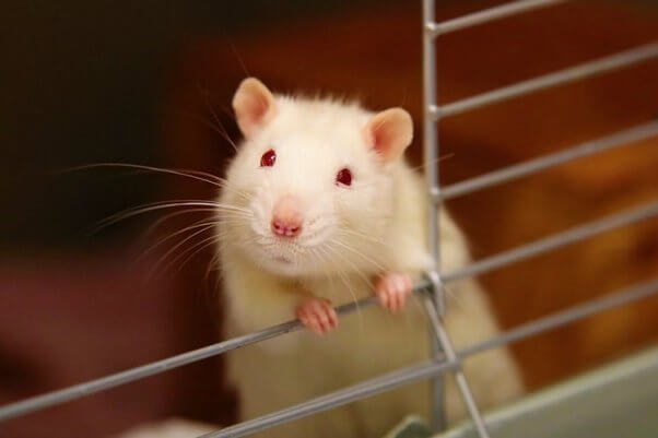 Mouse looks out of cage